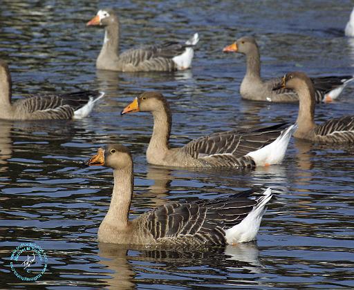 White-fronted Goose 9P52D-008.JPG